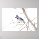 Zoek naar kuif vogel posters Fourageren