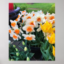 Zoek naar narcissen posters Tulpen