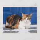 Zoek naar stro briefkaarten Huisdieren