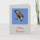 Zoek naar buizerd kaarten Wild