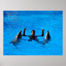 Zoek naar dolfijn zwemmen posters Dolfijnen
