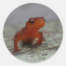 Zoek naar salamanders stickers Natuur