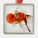 Zoek naar goudvis ornamenten Zeealife