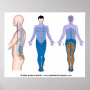 Zoek naar verwonding posters Lumbaal