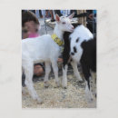 Zoek naar witte geit briefkaarten Boerderij