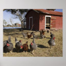 Zoek naar boerderijdieren posters Landelijk