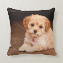 Zoek naar maltese kussens Gezelschapsdieren