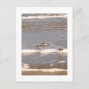 Zoek naar shorebird posters Kust