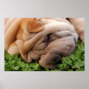 Zoek naar chinese shar pei kunst Chinees