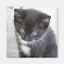 Zoek naar kitten magneten Schattige dieren