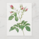 Zoek naar passiebloem briefkaarten Floreel