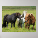 Zoek naar ijslands paard posters Boerderij