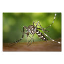 Zoek naar mug kunst Dier