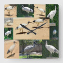Zoek naar chicken klokken Vogel