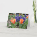 Zoek naar denk kaarten Tulpen