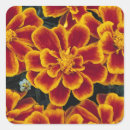 Zoek naar goudsbloem stickers Bloemen