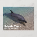 Zoek naar dolfijn briefkaarten Beach