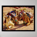 Zoek naar kameel posters Petra