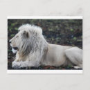 Zoek naar lion briefkaarten Afrika
