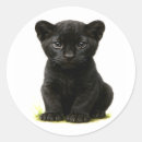 Zoek naar panter stickers Oerwoud