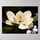 Zoek naar magnolia foto posters Bloem