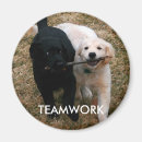 Zoek naar zwarte labrador retriever hond magneten Puppy