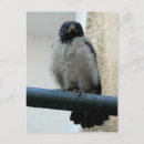 Zoek naar kraai briefkaarten Vogels