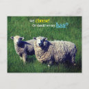 Zoek naar leuke schapen briefkaarten Dier