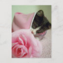 Zoek naar blankets briefkaarten Kitten