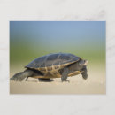 Zoek naar reptiel briefkaarten Schildpad