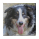 Zoek naar animal tegels Hond