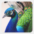 Zoek naar peafowl stickers Pauw
