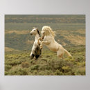 Zoek naar vechten posters Paard