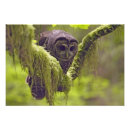 Zoek naar strix posters Natuur