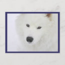 Zoek naar samoyed briefkaarten Sneeuw