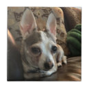 Zoek naar chihuahua hond tegels Honden