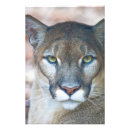 Zoek naar voedselketen posters Prooi