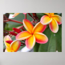 Zoek naar tropen posters Bloemen