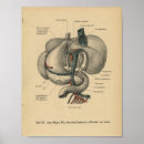 Zoek naar vintage anatomie posters Medisch