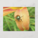 Zoek naar beetle briefkaarten Insect