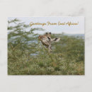Zoek naar tanzania briefkaarten Giraf