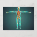 Zoek naar menselijke huid briefkaarten Fysiologie