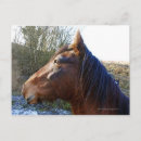 Zoek naar paard portret briefkaarten Natuur