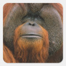 Zoek naar orang oetan stickers Primaten