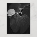 Zoek naar fotosynthese briefkaarten Natuur