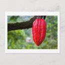 Zoek naar cacao briefkaarten Rood