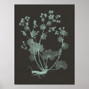 Zoek naar natuurlijk posters Botanisch