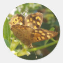 Zoek naar vlinder vleugels stickers Zomer