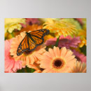 Zoek naar brons posters Vlinder