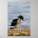 Zoek naar avifauna posters Grondeleend